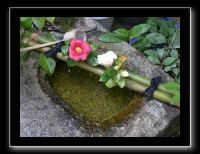 149 Kyoto Jardin Taizo-in Myoshin-ji