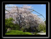 152 Kyoto Jardin Taizo-in Myoshin-ji