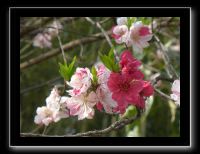 015 Kyoto Arashiyama Daikaku-ji  cerisier blanc et rose