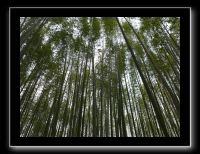 042 Kyoto Arashiyama le forêt de bambous