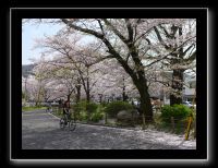 047 Kyoto chemin de la philosophie 