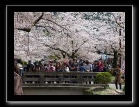 051 Kyoto chemin de la philosophie  difficile d'éviter le paparazzis