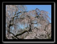 097 Kyoto Daigo-ji  cerisiers pleureurs séculaires