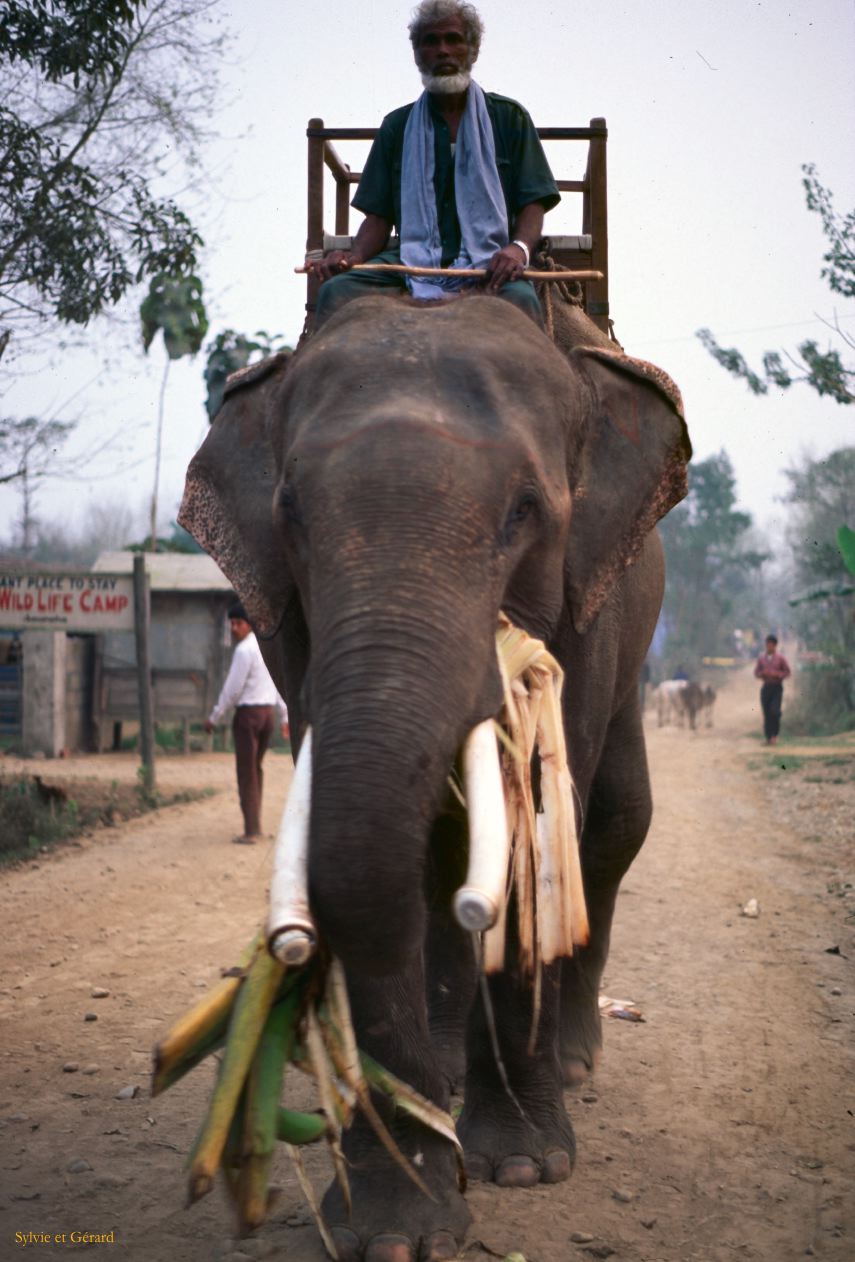 Teraï parc Chitwan village Tharu Nepal 1993-139