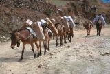 Pokhara rencontre sur les chemins de randonnée Nepal 1993-128