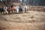 Teraï parc Chitwan village Tharu Nepal 1993-142