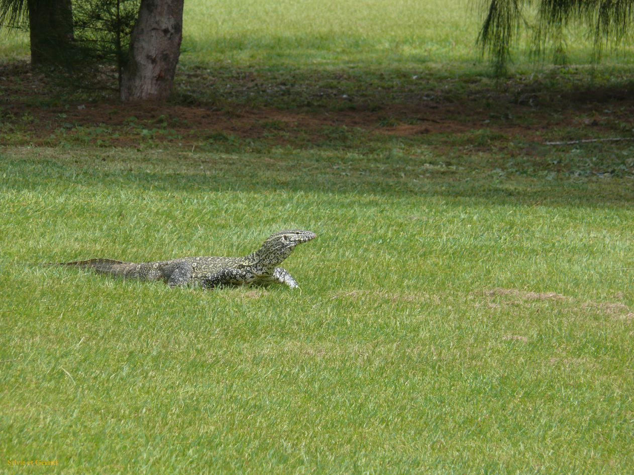 A 19 Golf Dakar un autre habitant du site