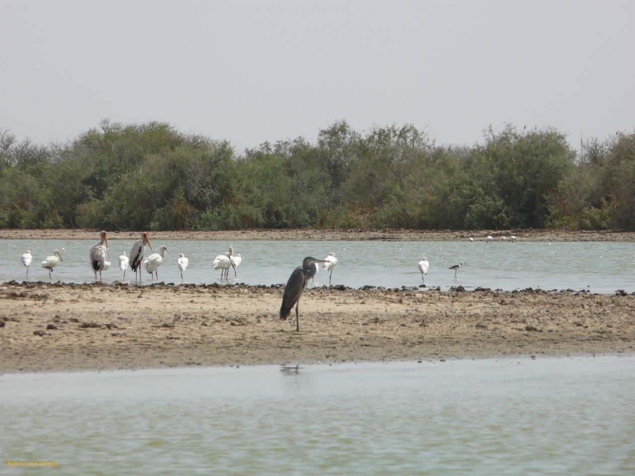 H 13 Parc du Djoudj héron
