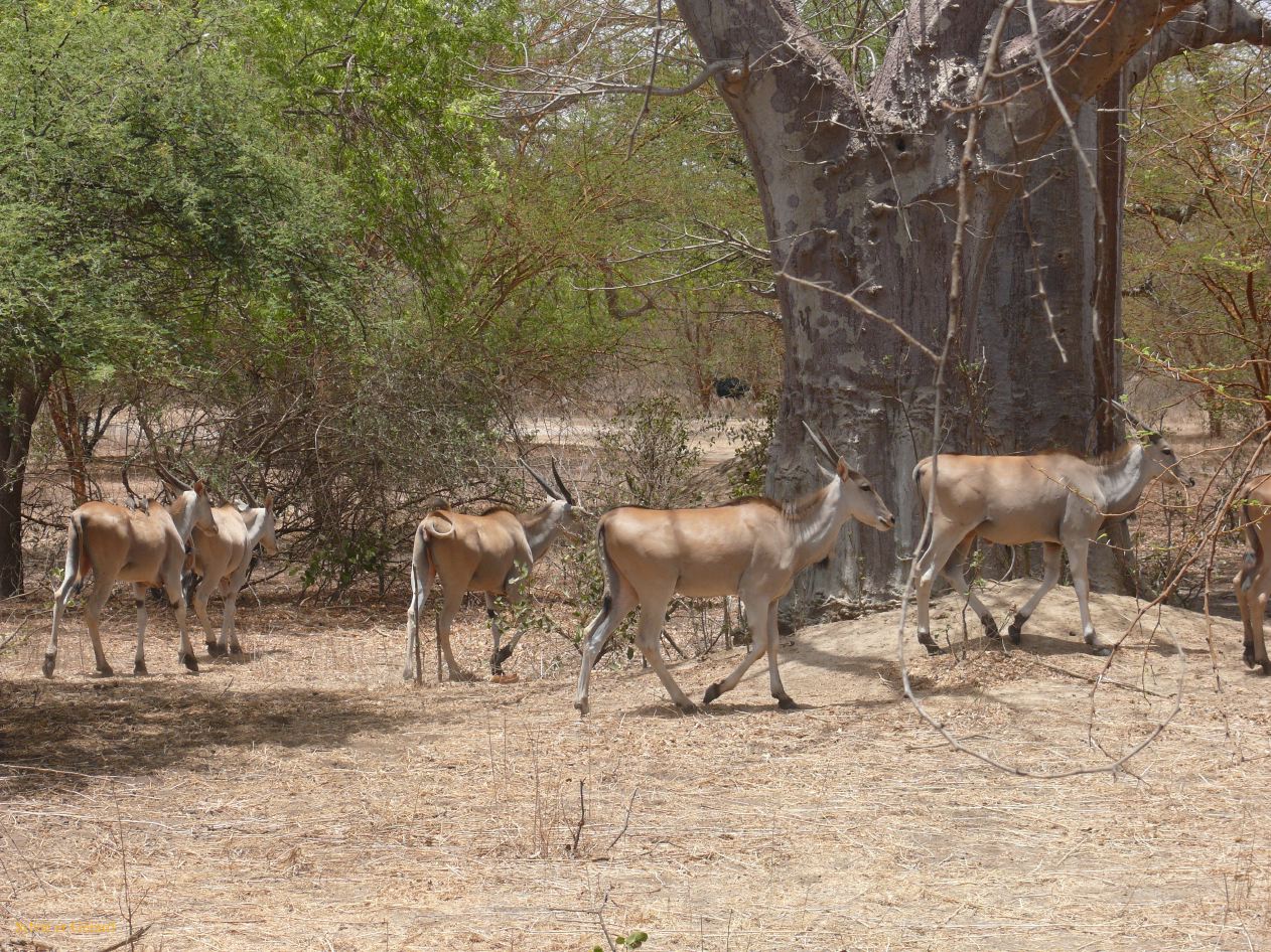 B 01 Bandia réserve privée d'animaux d'Afrique