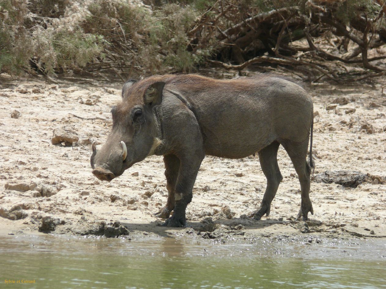 H 30 Parc du Djoudj phacochère