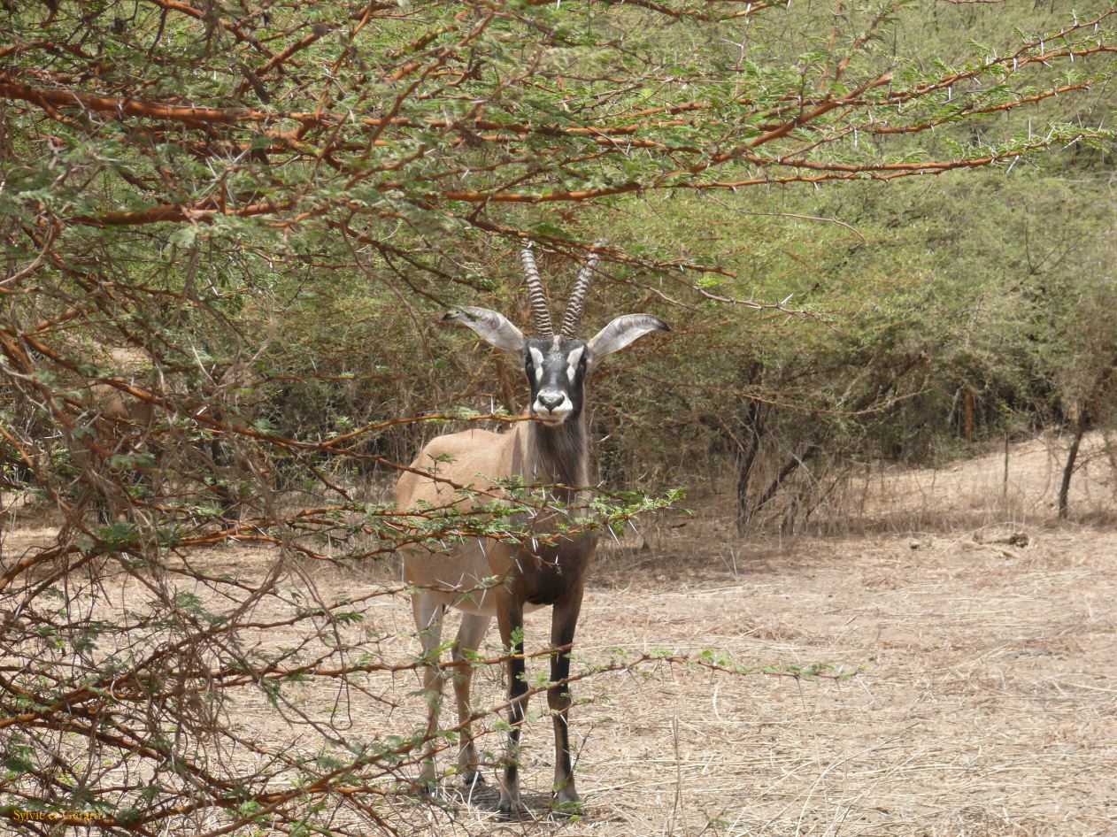 B 04 Bandia antilope cheval c