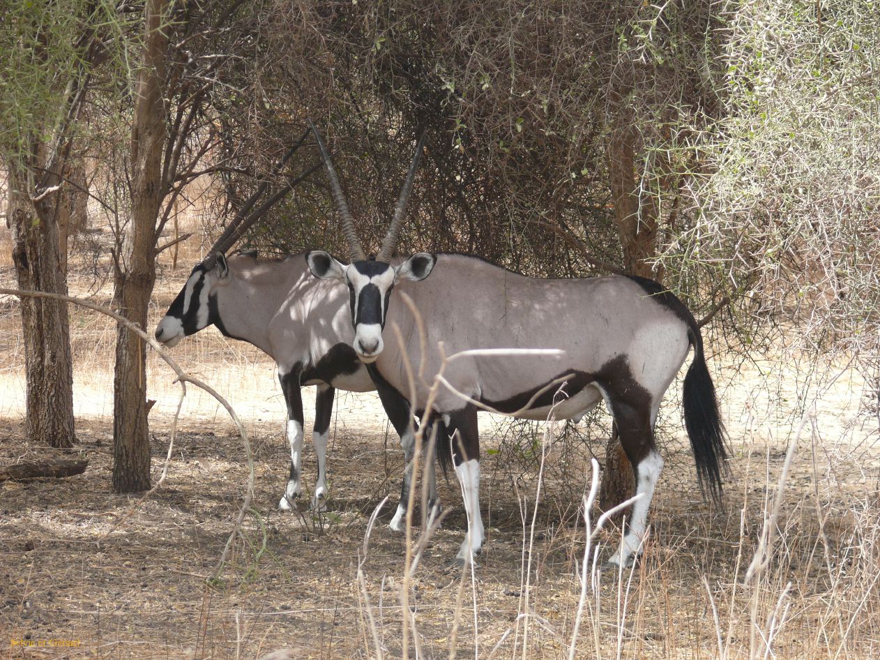 B 15 Bandia oryx a