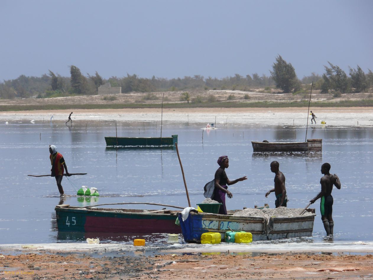 D 14 Lac rose