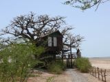 E 15 Le Sine Saloun maison dans les arbres