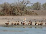 H 11 Parc du Djoudj cigogne et canards