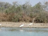 H 15 Parc du Djoudj flamant rose
