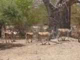 B 01 Bandia réserve privée d'animaux d'Afrique