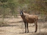 B 03 Bandia antilope cheval ou hippodrague