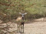 B 04 Bandia antilope cheval c