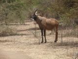 B 05 Bandia antilope cheval b
