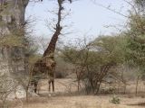 B 09 Bandia girafe a