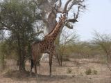 B 09 Bandia girafe b