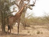 B 10 Bandia girafe b