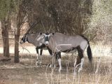 B 15 Bandia oryx a
