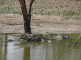 B 19 Bandia crocodile