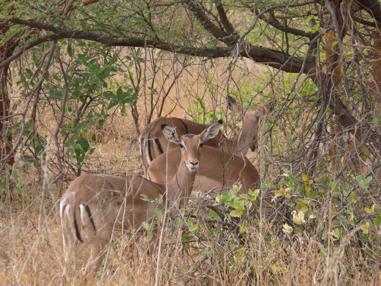J 08 Réserve de Bandia impalas