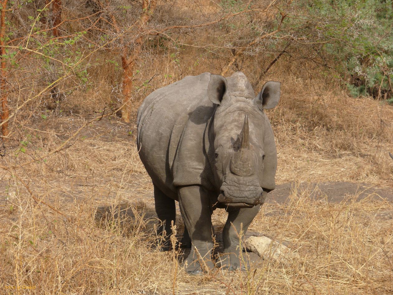 J 16 Réserve de Bandia jeune rhinocéros