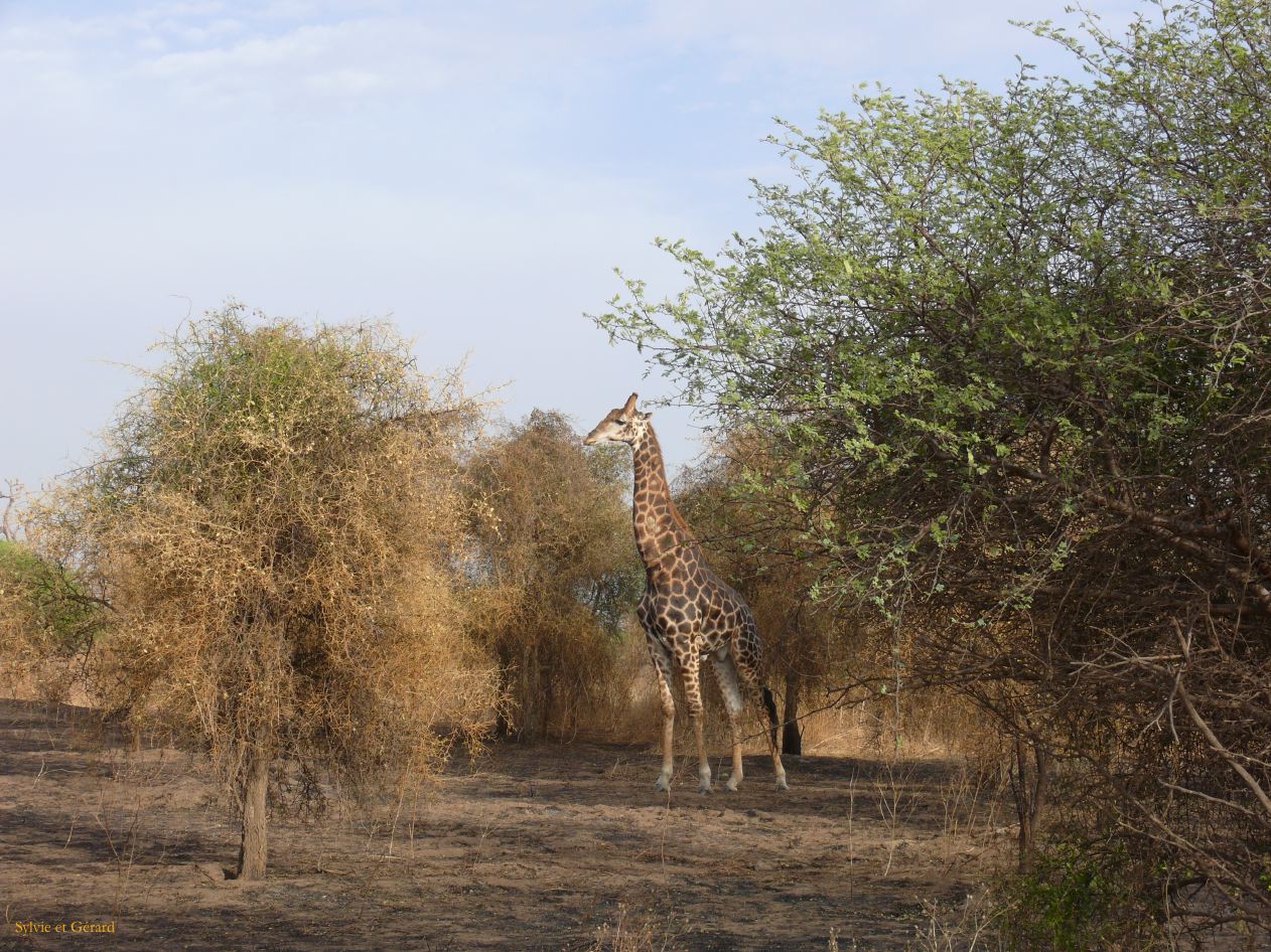 J 21 Réserve de Bandia girafe