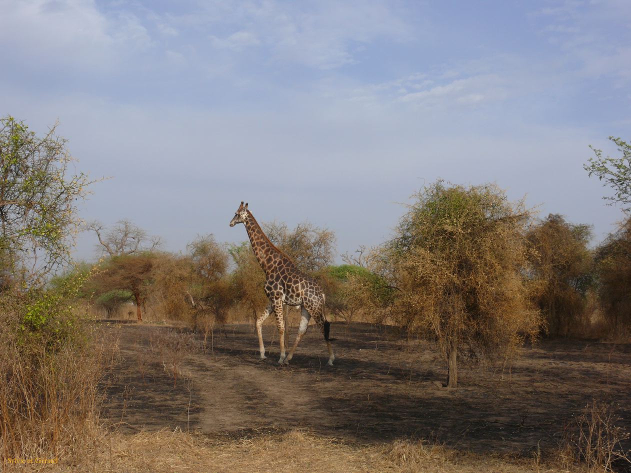 J 22 Réserve de Bandia girafe