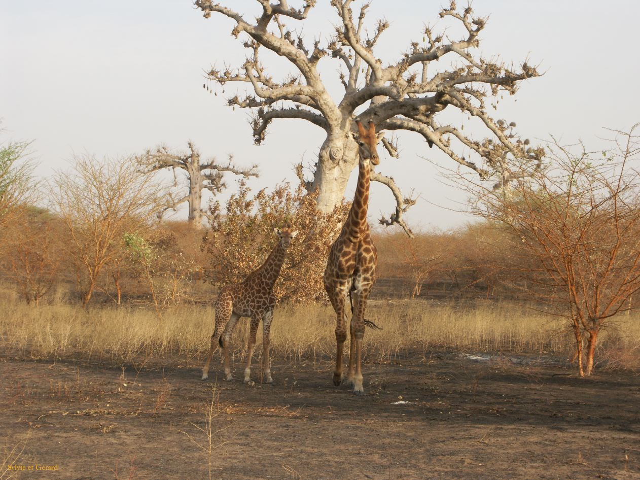 J 26 Réserve de Bandia girafes