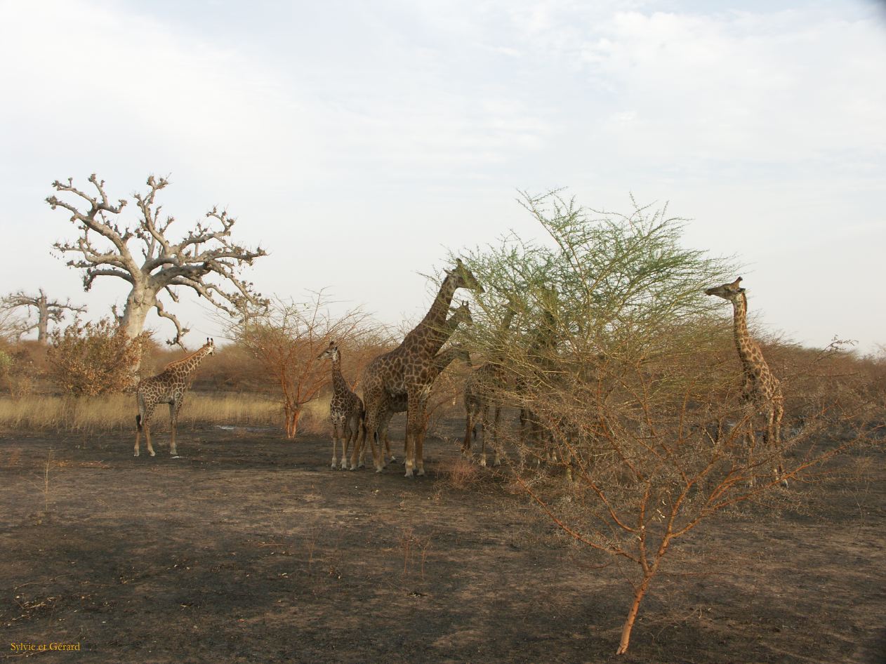 J 29 Réserve de Bandia girafes 