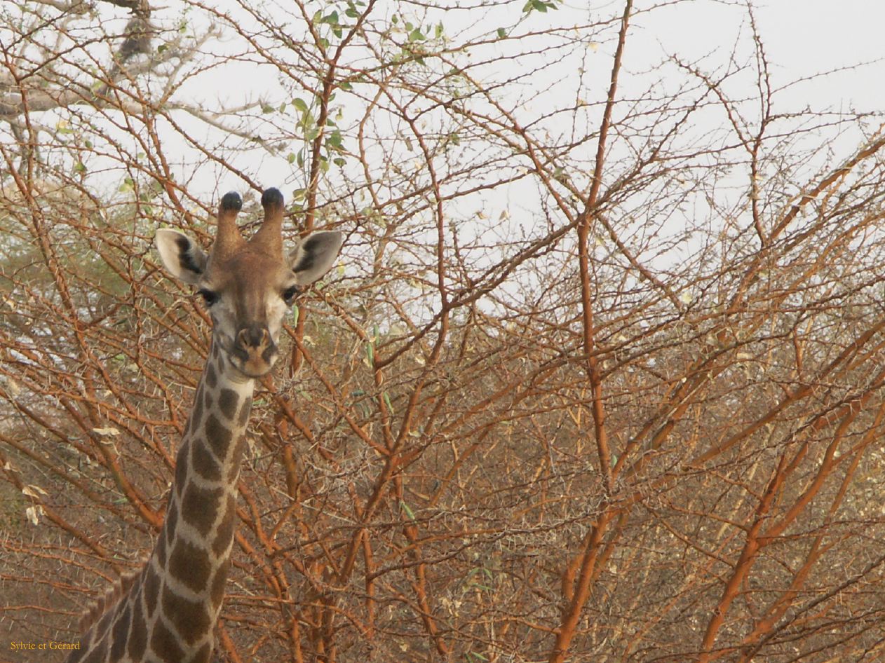 J 31 Réserve de Bandia girafe