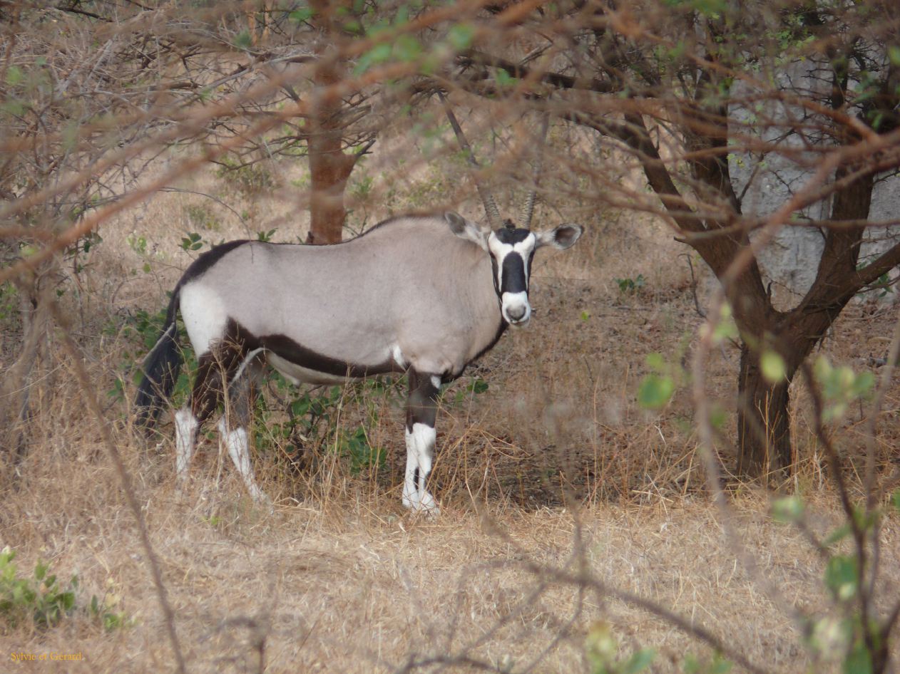 J 36 Réserve de Bandia oryx