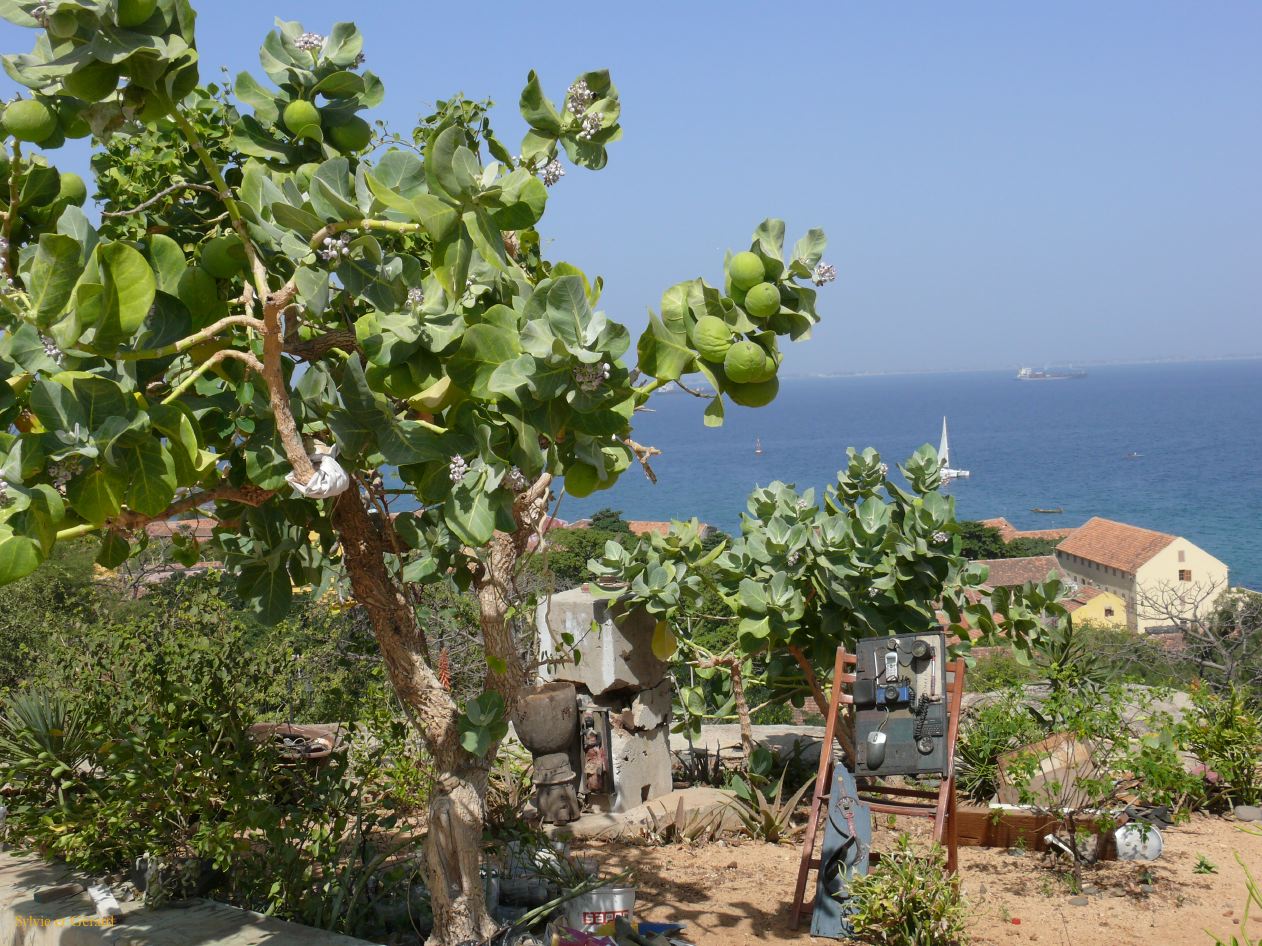 B 23 Ile de Gorée artiste