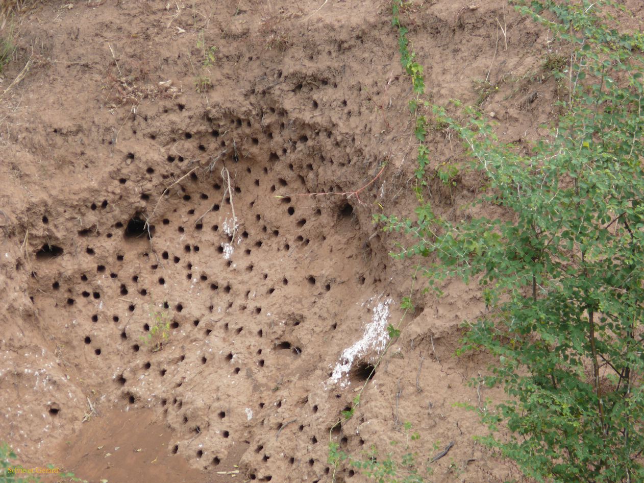 E 12 nids d'oiseau dans la berge Niokolo Koba