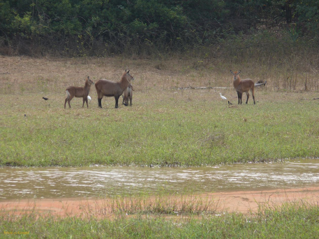 E 19 b Niokolo Koba