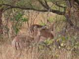 J 08 Réserve de Bandia impalas