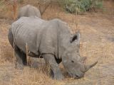 J 18 Réserve de Bandia jeunes rhinocéros