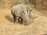 J 19 Réserve de Bandia jeunes rhinocéros