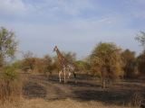 J 22 Réserve de Bandia girafe