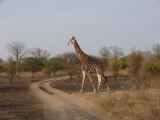 J 23 Réserve de Bandia girafe