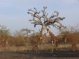 J 25 Réserve de Bandia girafes
