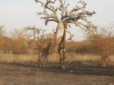 J 26 Réserve de Bandia girafes