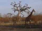 J 27 Réserve de Bandia girafes