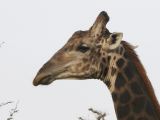 J 32 Réserve de Bandia girafe