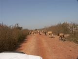 F 02 Vers le Pays Bassari